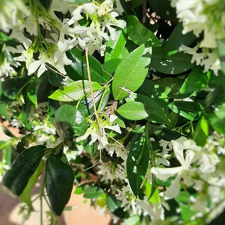 Bed and breakfast Via Sant'anna 3*